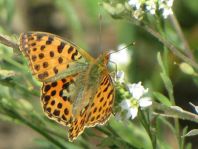 Kleiner Perlmutterfalter, Issoria lathonia
