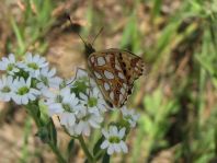 Kleiner Perlmutterfalter, Issoria lathonia