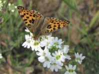Kleiner Perlmutterfalter, Issoria lathonia
