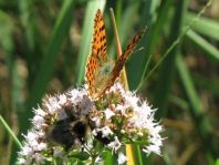 Kleiner Perlmutterfalter, Issoria lathonia