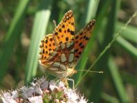 Kleiner Perlmutterfalter, Issoria lathonia