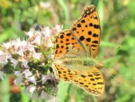 Kleiner Perlmutterfalter, Issoria lathonia