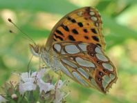 Kleiner Perlmutterfalter, Issoria lathonia