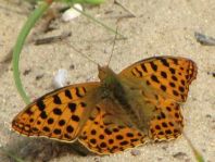 Kleiner Perlmutterfalter, Issoria lathonia