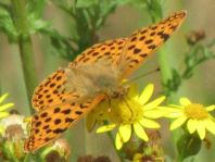 Kleiner Perlmutterfalter, Issoria lathonia