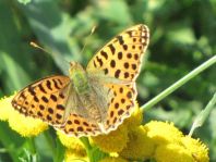 Kleiner Perlmutterfalter, Issoria lathonia