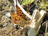 Kleiner Perlmutterfalter, Issoria lathonia