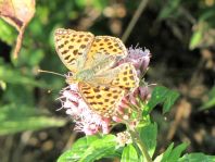 Kleiner Perlmutterfalter, Issoria lathonia