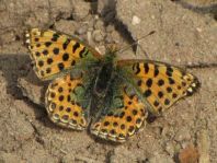 Kleiner Perlmutterfalter, Issoria lathonia