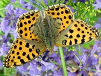 Kleiner Perlmutterfalter, Issoria lathonia