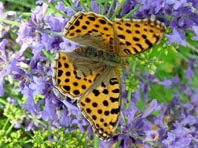 Kleiner Perlmutterfalter, Issoria lathonia
