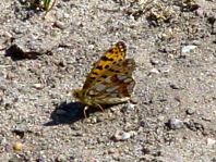 Kleiner Perlmutterfalter, Issoria lathonia