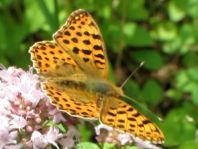 Kleiner Perlmutterfalter, Issoria lathonia