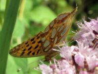 Kleiner Perlmutterfalter, Issoria lathonia