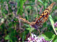 Kleiner Perlmutterfalter, Issoria lathonia