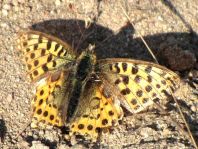 Kleiner Perlmutterfalter, Issoria lathonia