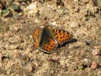 Kleiner Perlmutterfalter, Issoria lathonia