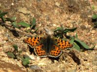 Kleiner Perlmutterfalter, Issoria lathonia