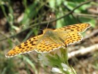 Kleiner Perlmutterfalter, Issoria lathonia