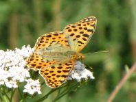 Kleiner Perlmutterfalter, Issoria lathonia