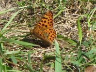 Kleiner Perlmutterfalter, Issoria lathonia