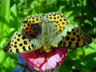 Kleiner Perlmutterfalter, Issoria lathonia