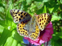 Kleiner Perlmutterfalter, Issoria lathonia