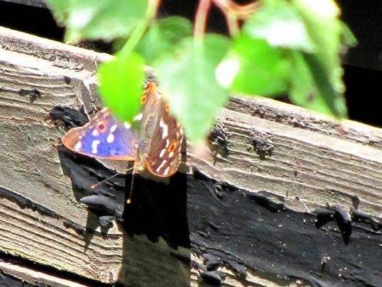 Apatura ilia, Kleiner Schillerfalter