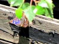 Apatura ilia, Kleiner Schillerfalter