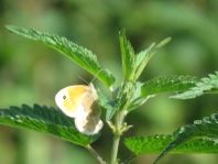 Kleines Wiesenvögelchen, Coenonympha pamphilus