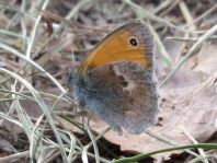 Kleines Wiesenvögelchen, Coenonympha pamphilus