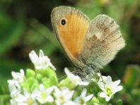 Kleines Wiesenvögelchen, Coenonympha pamphilus
