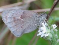 Kleines Wiesenvögelchen, Coenonympha pamphilus