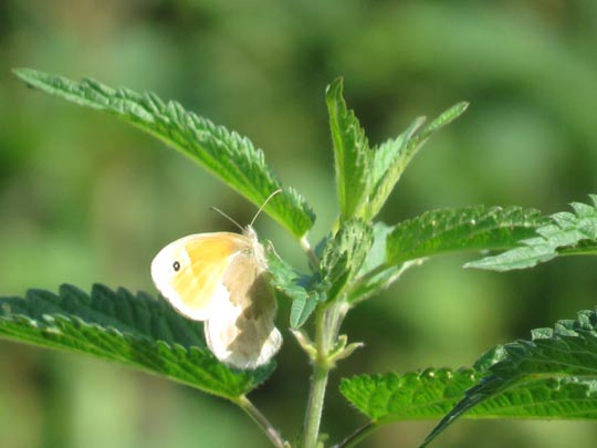 Kleines Wiesenvögelchen, Coenonympha pamphilus