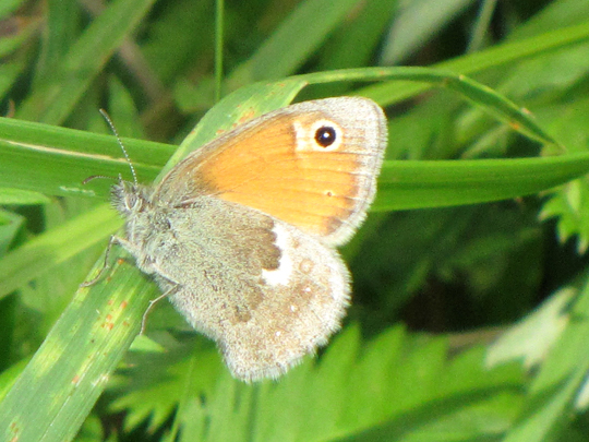 Kleines Wiesenvögelchen, Coenonympha pamphilus