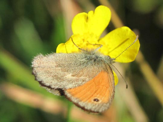 Kleines Wiesenvögelchen, Coenonympha pamphilus