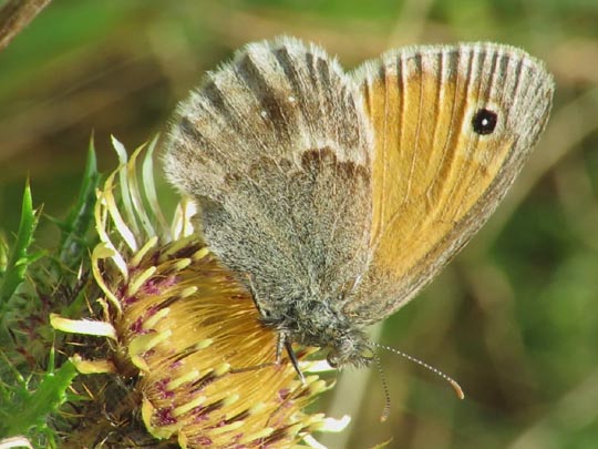 Kleines Wiesenvögelchen, Coenonympha pamphilus