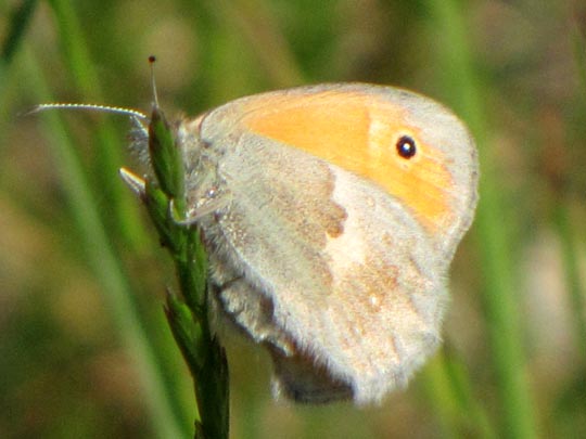 Kleines Wiesenvögelchen, Coenonympha pamphilus