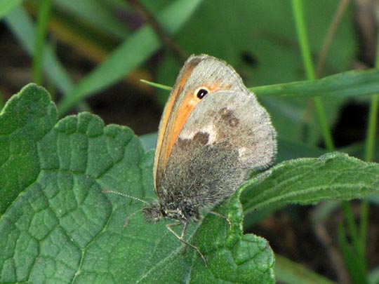 Kleines Wiesenvögelchen, Coenonympha pamphilus
