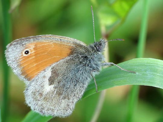 Kleines Wiesenvögelchen, Coenonympha pamphilus