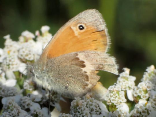 Kleines Wiesenvögelchen, Coenonympha pamphilus