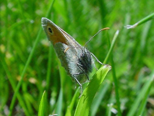 Kleines Wiesenvögelchen, Coenonympha pamphilus
