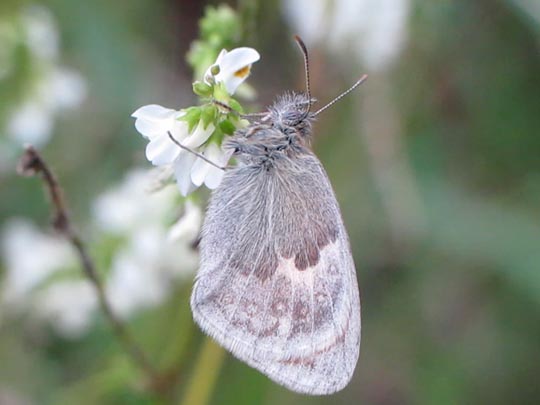 Kleines Wiesenvögelchen, Coenonympha pamphilus