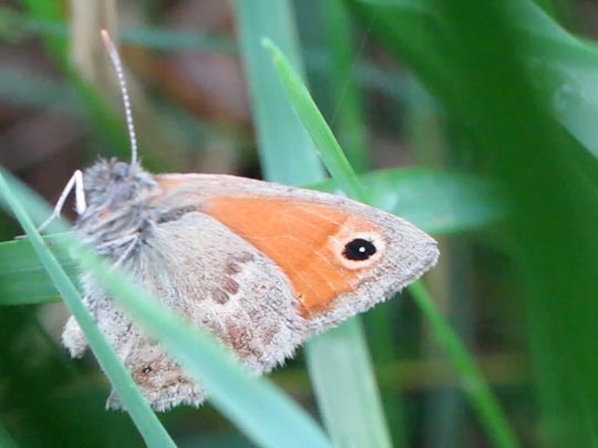 Kleines Wiesenvögelchen, Coenonympha pamphilus
