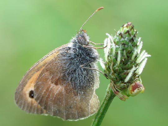 Kleines Wiesenvögelchen, Coenonympha pamphilus