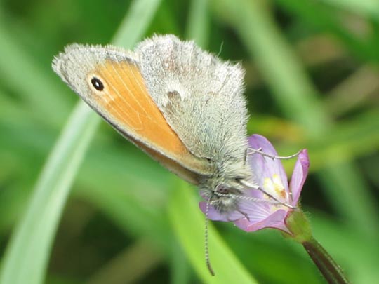 Kleines Wiesenvögelchen, Coenonympha pamphilus