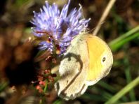 Kleines Wiesenvögelchen, Coenonympha pamphilus