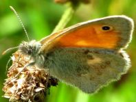 Kleines Wiesenvögelchen, Coenonympha pamphilus