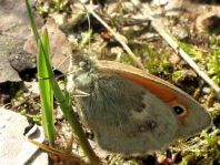 Kleines Wiesenvögelchen, Coenonympha pamphilus