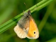 Kleines Wiesenvögelchen, Coenonympha pamphilus